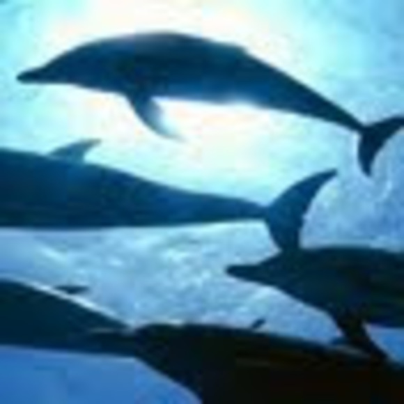 Meet your Posher, Angelia - Picture 1 of 1